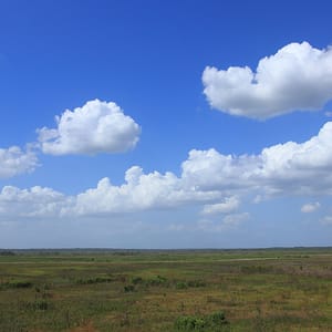 Paynes Prairie Preserve State Park