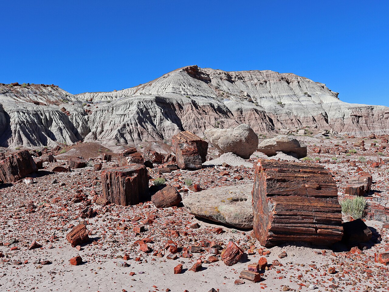 Petrified Forest National Park