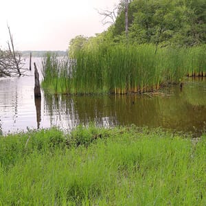Purtis Creek State Park