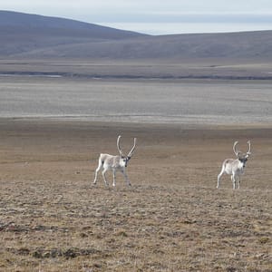 Qausuittuq National Park