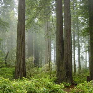Redwood National Park