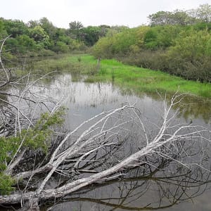 Resaca de la Palma State Park