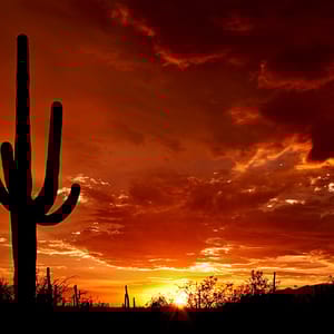 Saguaro National Park