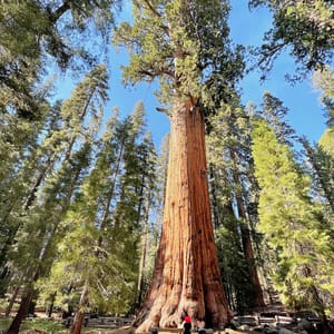 Sequoia National Park