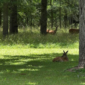 Stephen F. Austin State Park