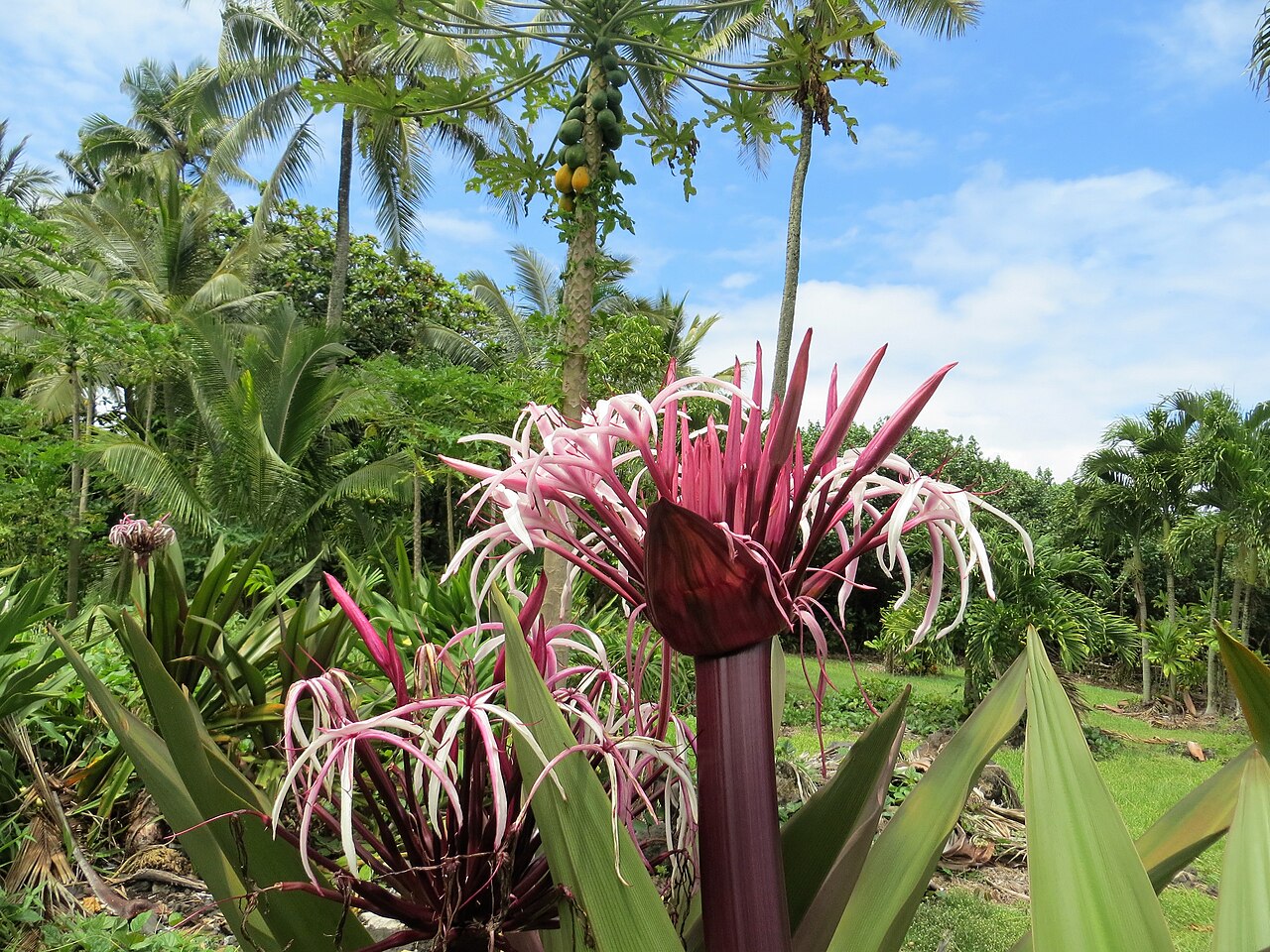 Waianapanapa State Park