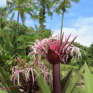 Waianapanapa State Park