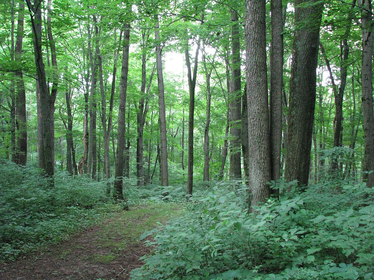 Warriors Path State Park