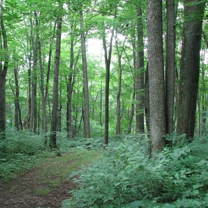Warriors Path State Park