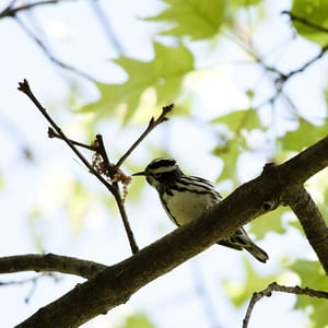 Wompatuck State Park